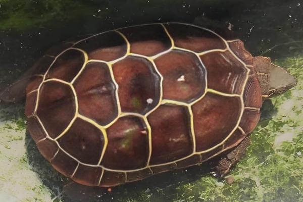 草龟喂多少龟粮，根据体型和当时的气温来决定