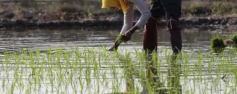 怎么插秧，用食指和中指夹住秧苗根部再插入土壤中