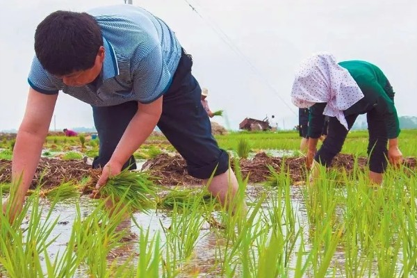 怎么插秧，用食指和中指夹住秧苗根部再插入土壤中