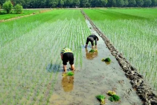 怎么插秧，用食指和中指夹住秧苗根部再插入土壤中