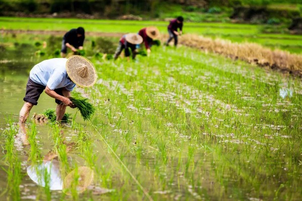 怎么插秧，用食指和中指夹住秧苗根部再插入土壤中