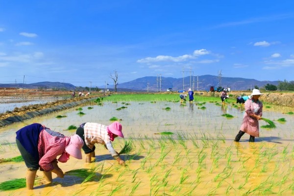 怎么插秧，用食指和中指夹住秧苗根部再插入土壤中