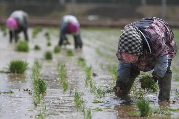 怎么插秧，用食指和中指夹住秧苗根部再插入土壤中