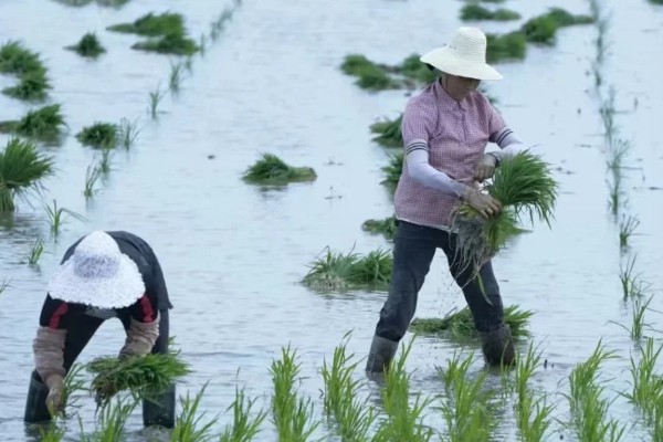怎么插秧，用食指和中指夹住秧苗根部再插入土壤中