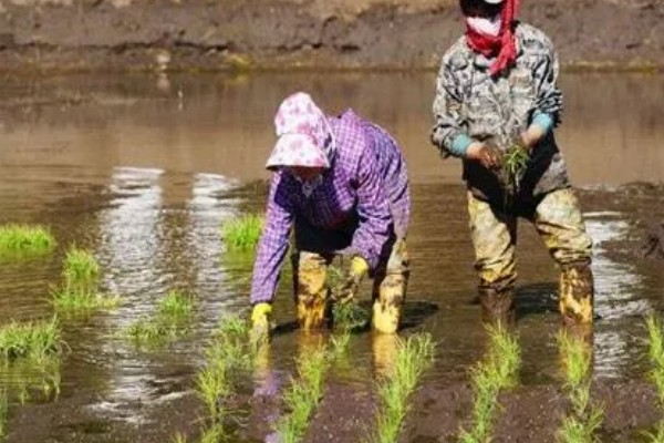 怎么插秧，用食指和中指夹住秧苗根部再插入土壤中