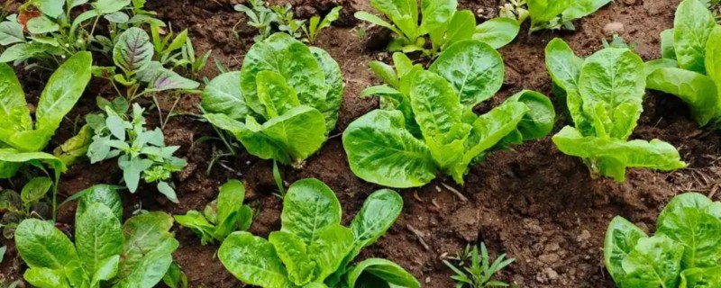 孔雀菜的种植优势，口感好且种植简单