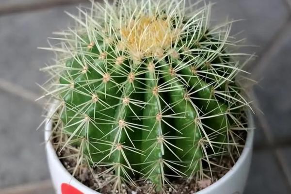 让仙人球快速生长的方法，生长旺季要定期追肥
