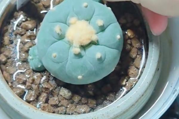 让仙人球快速生长的方法，生长旺季要定期追肥