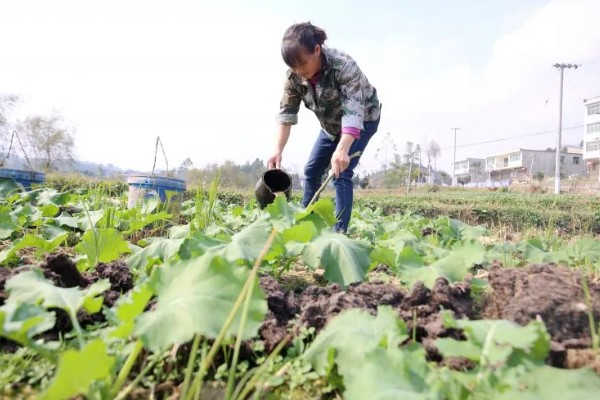 怎么防治油菜菜叶蜂，幼虫发生期喷施辛硫磷等药物