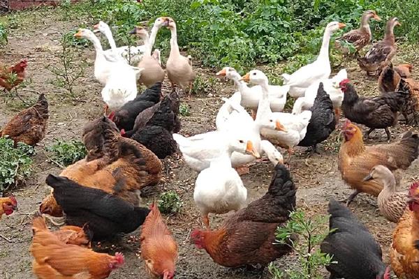 鸡和鹅能一起混养吗，视养殖规模而定