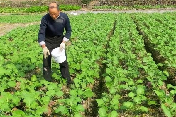 怎么防治油菜菜叶蜂，幼虫发生期喷施辛硫磷等药物