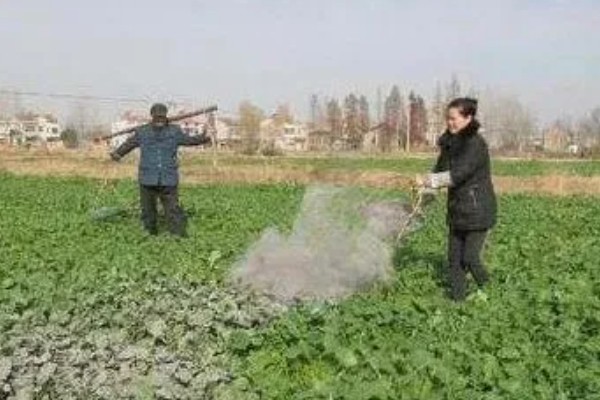 怎么防治油菜菜叶蜂，幼虫发生期喷施辛硫磷等药物