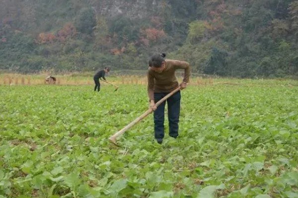 怎么防治油菜菜叶蜂，幼虫发生期喷施辛硫磷等药物