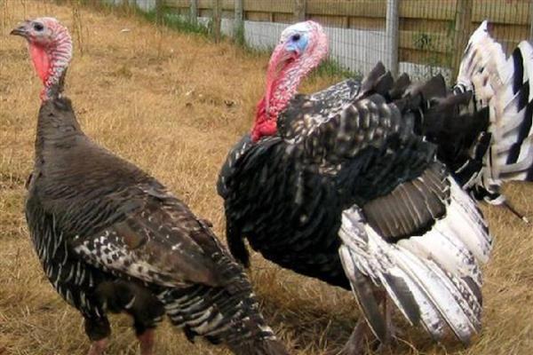 鸡和鹅能一起混养吗，视养殖规模而定