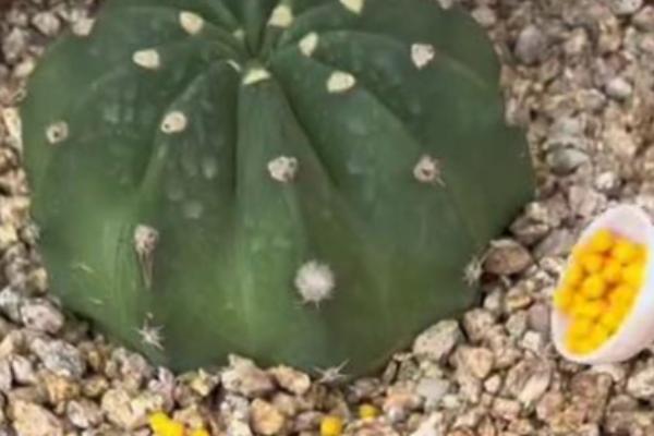 让仙人球快速生长的方法，生长旺季要定期追肥