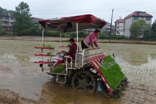 插秧机插秧深浅不一如何处理，将各个链箱校正于同一水平面上
