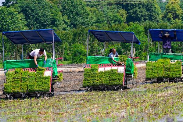 插秧机插秧深浅不一如何处理，将各个链箱校正于同一水平面上