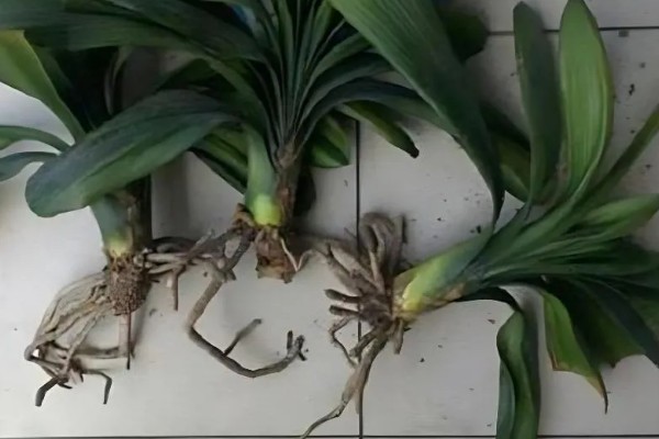 君子兰烂根可以水培吗，可以水培