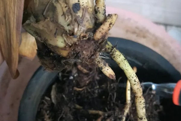 君子兰烂根可以水培吗，可以水培