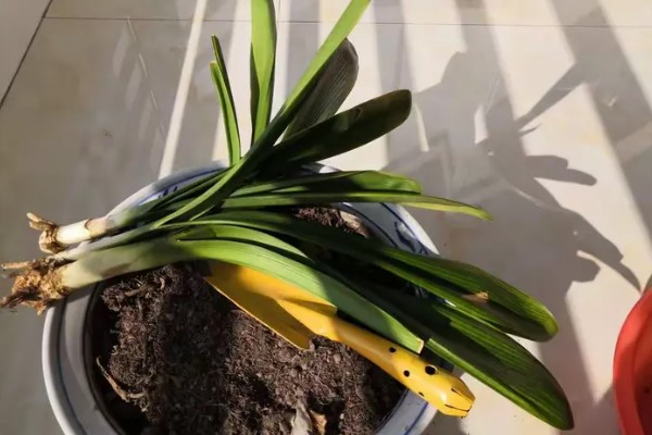 君子兰烂根可以水培吗，可以水培