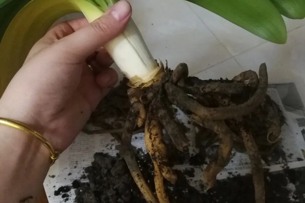 君子兰烂根可以水培吗，可以水培