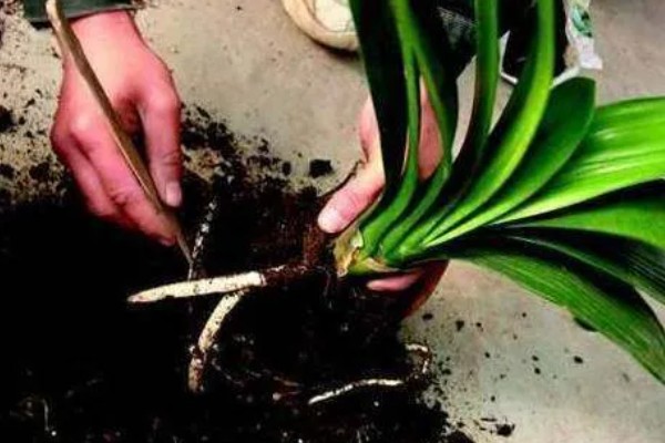 君子兰烂根可以水培吗，可以水培