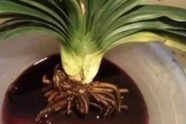 君子兰烂根可以水培吗，可以水培