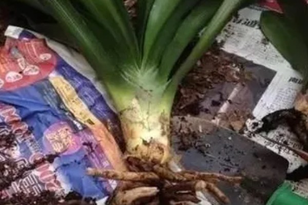 君子兰烂根可以水培吗，可以水培