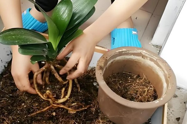 君子兰烂根可以水培吗，可以水培