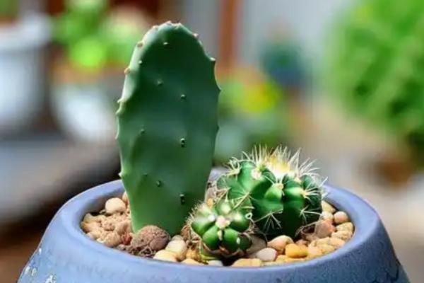 让仙人球快速生长的方法，生长旺季要定期追肥
