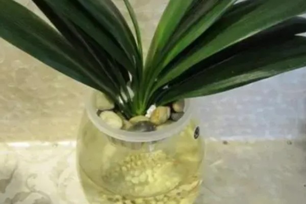 君子兰烂根可以水培吗，可以水培