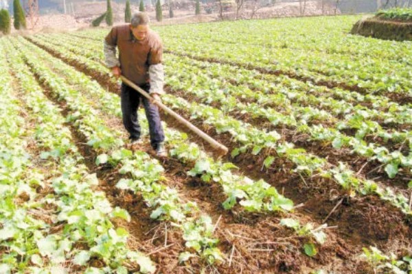 怎么防治油菜菜叶蜂，幼虫发生期喷施辛硫磷等药物