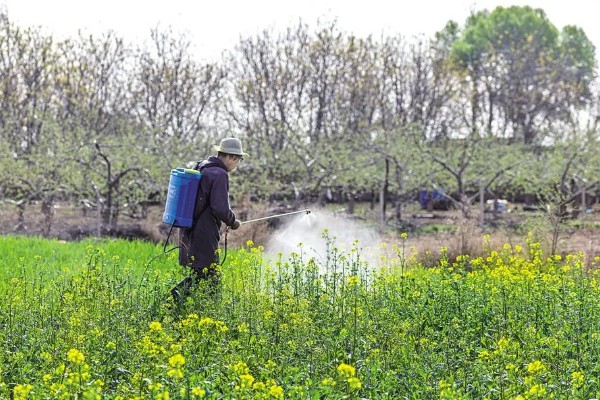 怎么防治油菜菜叶蜂，幼虫发生期喷施辛硫磷等药物