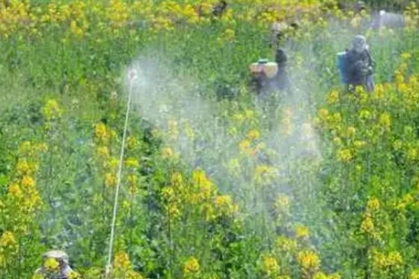 怎么防治油菜菜叶蜂，幼虫发生期喷施辛硫磷等药物