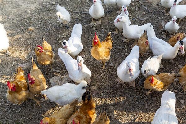 鸡和鹅能一起混养吗，视养殖规模而定