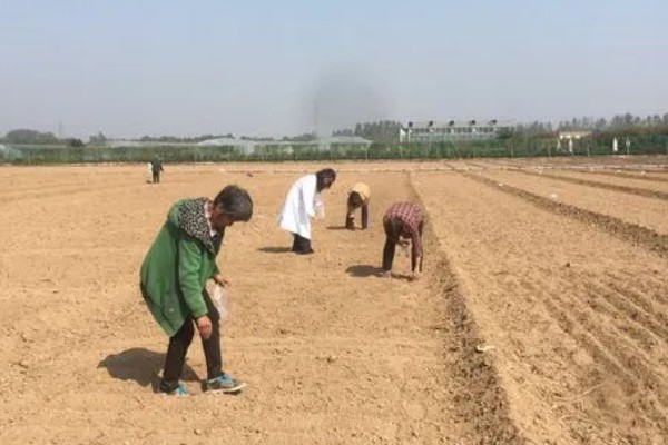 怎么防治油菜菜叶蜂，幼虫发生期喷施辛硫磷等药物