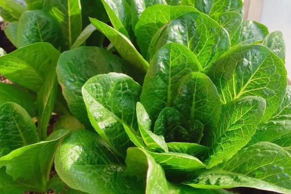 孔雀菜的种植优势，口感好且种植简单