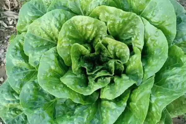 孔雀菜的种植优势，口感好且种植简单