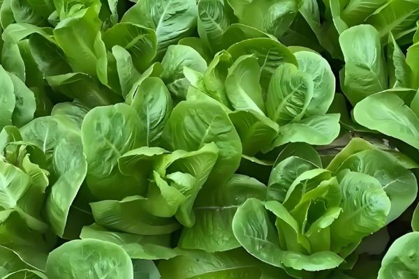 孔雀菜的种植优势，口感好且种植简单