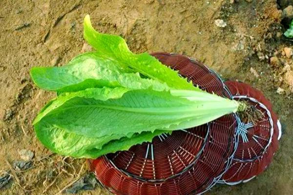 孔雀菜的种植优势，口感好且种植简单