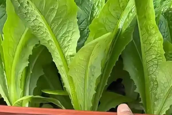 孔雀菜的种植优势，口感好且种植简单