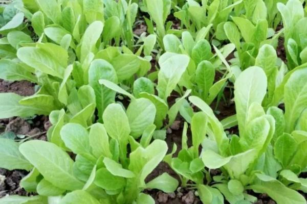 孔雀菜的种植优势，口感好且种植简单