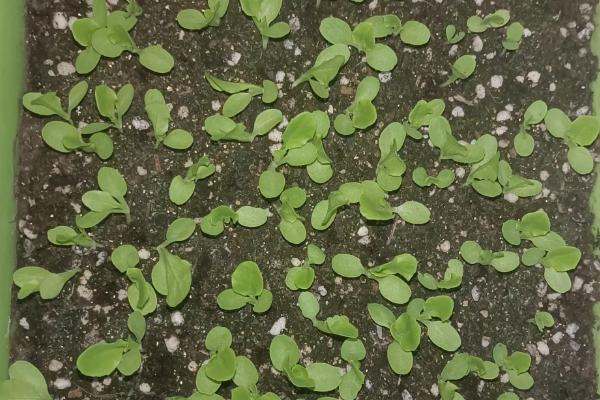 孔雀菜的种植优势，口感好且种植简单