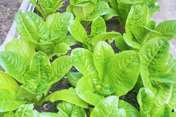 孔雀菜的种植优势，口感好且种植简单