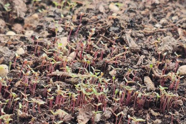 孔雀菜的种植优势，口感好且种植简单