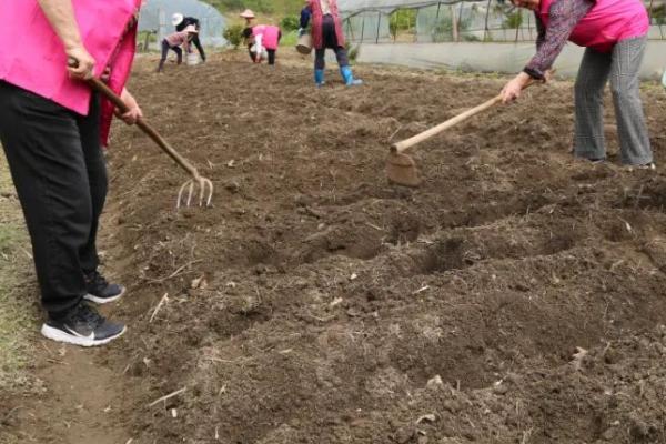 孔雀菜的种植优势，口感好且种植简单