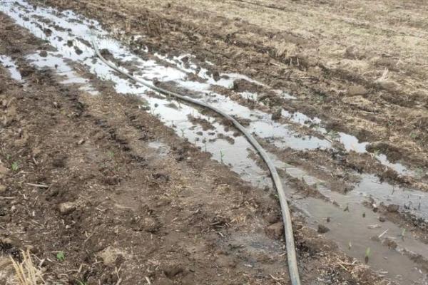 孔雀菜的种植优势，口感好且种植简单