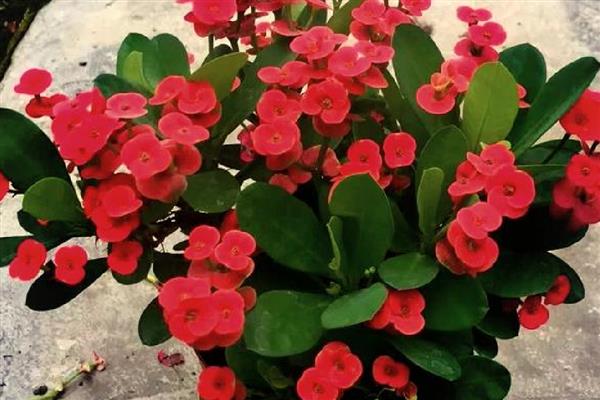 哪些植物代表冬天，常见虎刺梅、水仙花等品种