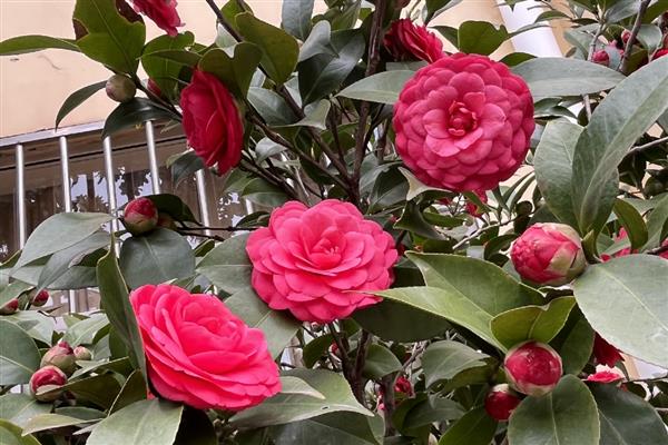 哪些植物代表冬天，常见虎刺梅、水仙花等品种