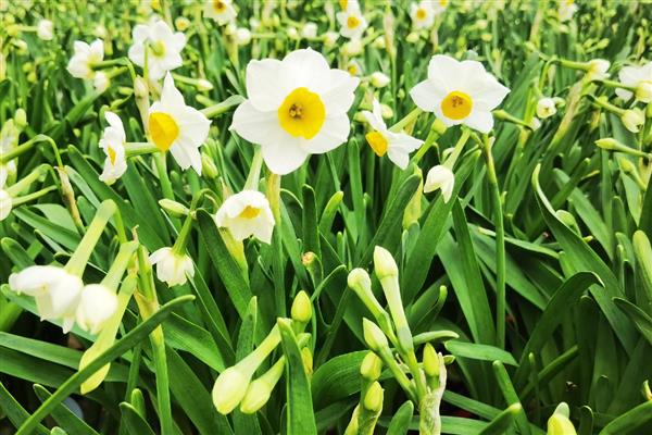 哪些植物代表冬天，常见虎刺梅、水仙花等品种